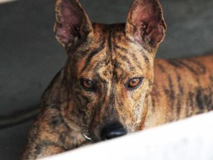 Cách huấn luyện chó Phú Quốc
