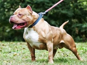 Cách huấn luyện chó Pitbull