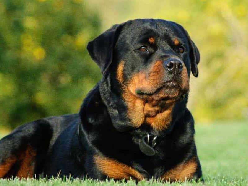 Cách huấn luyện chó Rottweiler