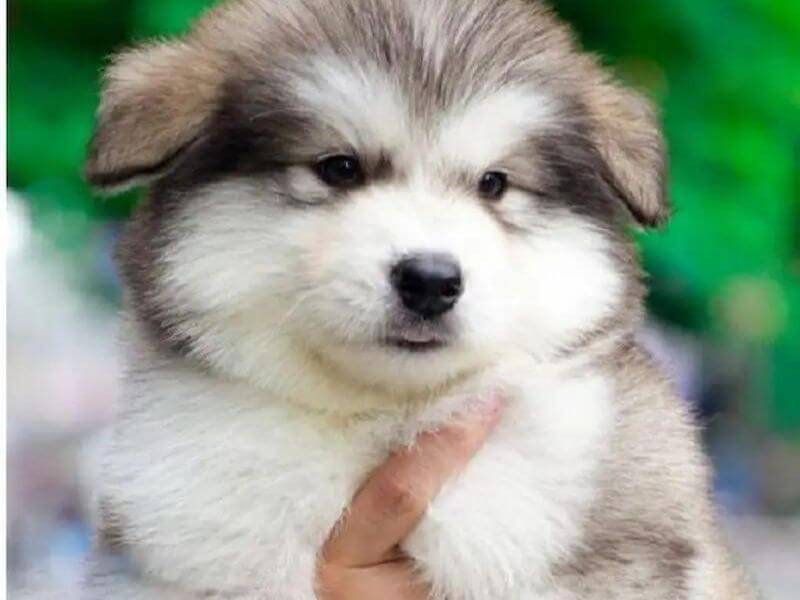 Chó Alaska giá rẻ dưới 500k