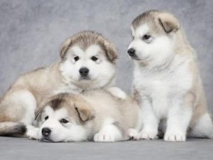 Chó Alaska giá rẻ dưới 500k
