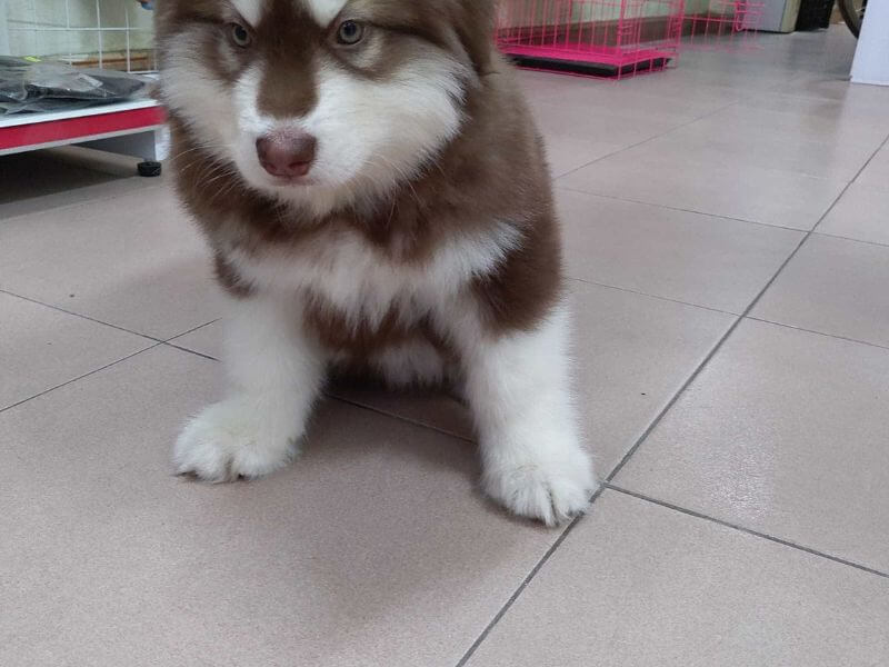 Chó Alaska 3 tháng tuổi