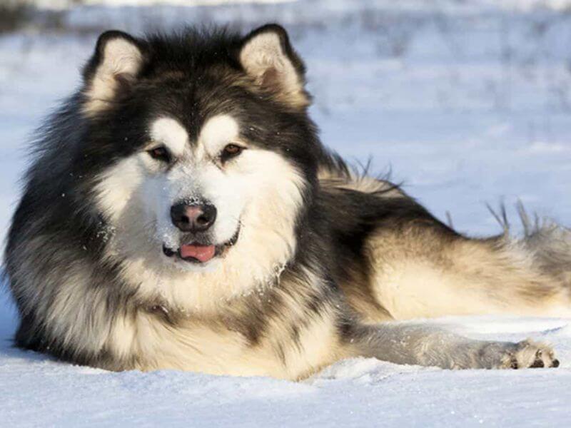 Huấn luyện chó Alaska