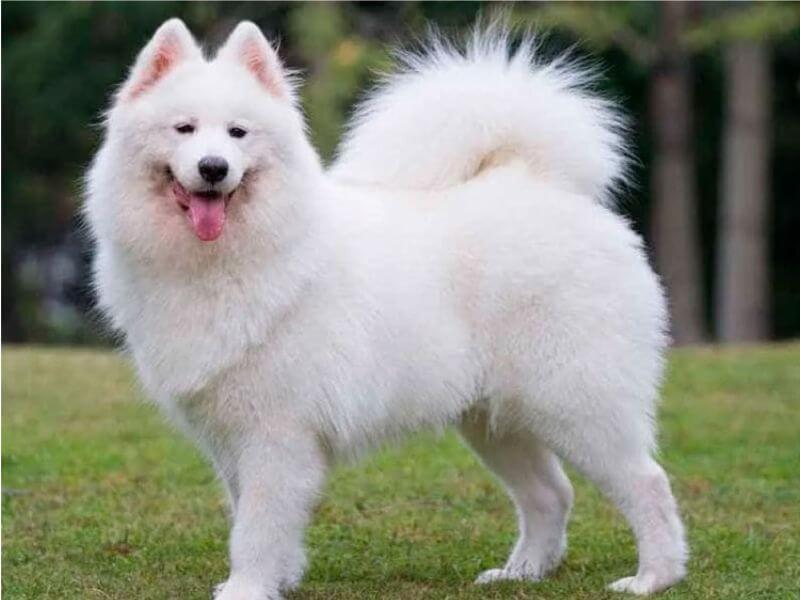 Chó Alaska trắng