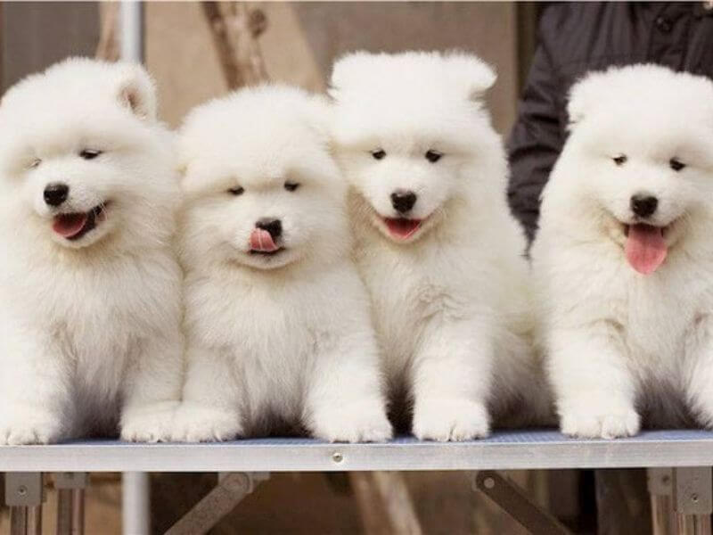 Chó Alaska trắng