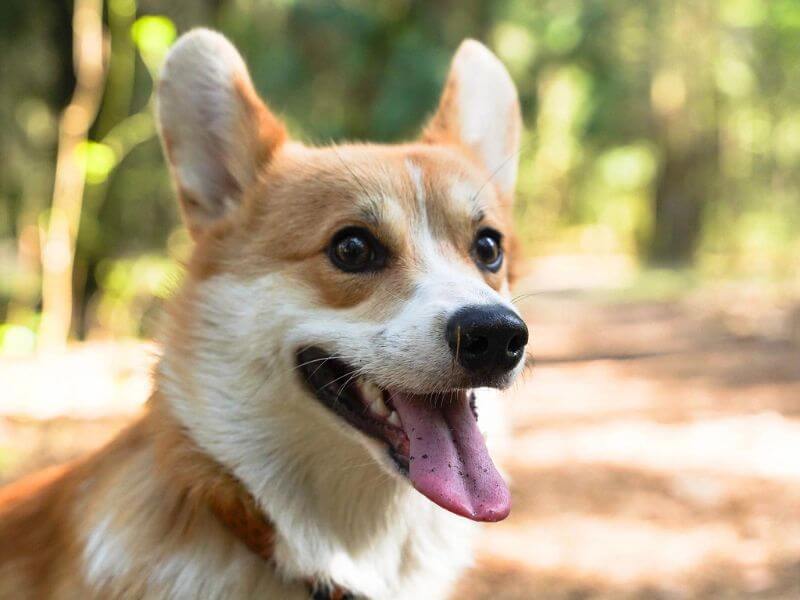 Chó Corgi 2 tháng tuổi