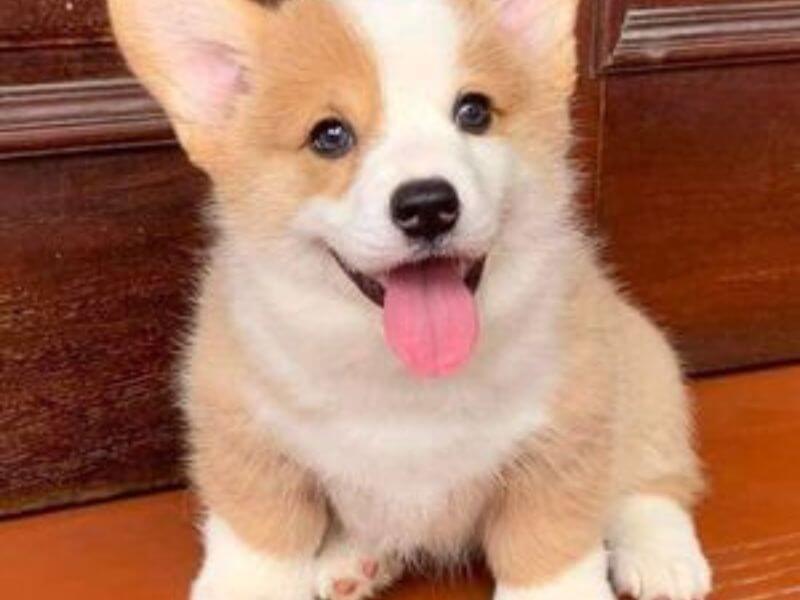 Chó Corgi giá rẻ dưới 5 triệu