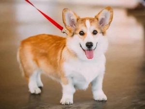 Chó Corgi màu đỏ - trắng