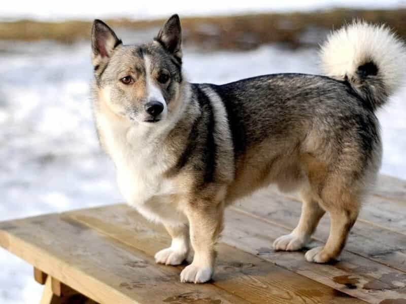 Chó Corgi lai Husky
