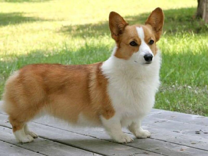 Chó Corgi thuần chủng
