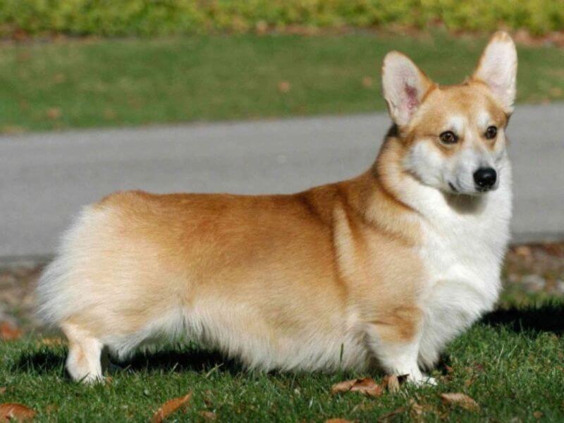 Chó Corgi thuần chủng