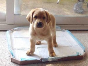 Cách dạy chó đi vệ sinh vào khay
