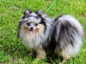 Cách huấn luyện chó Phốc Sóc