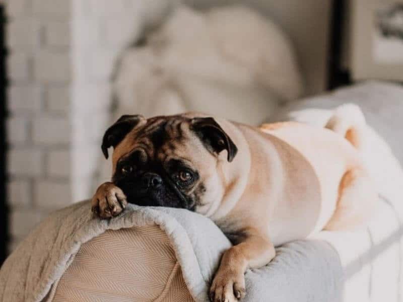 Cách huấn luyện chó Pug