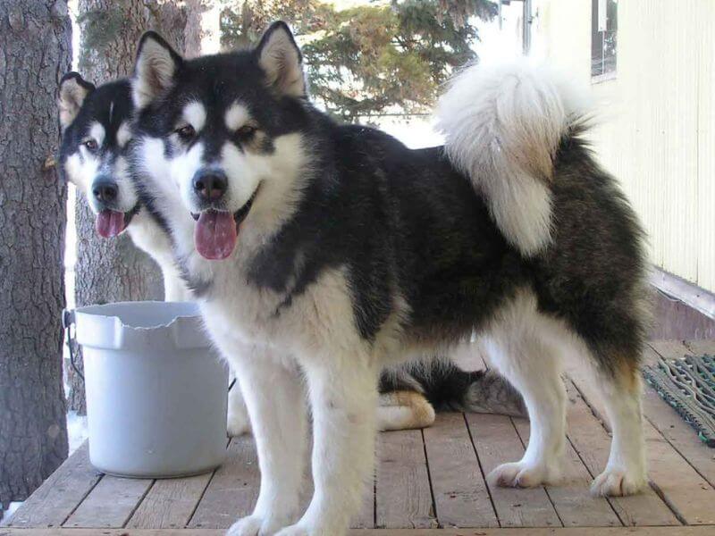 Chó Alaska trắng đen