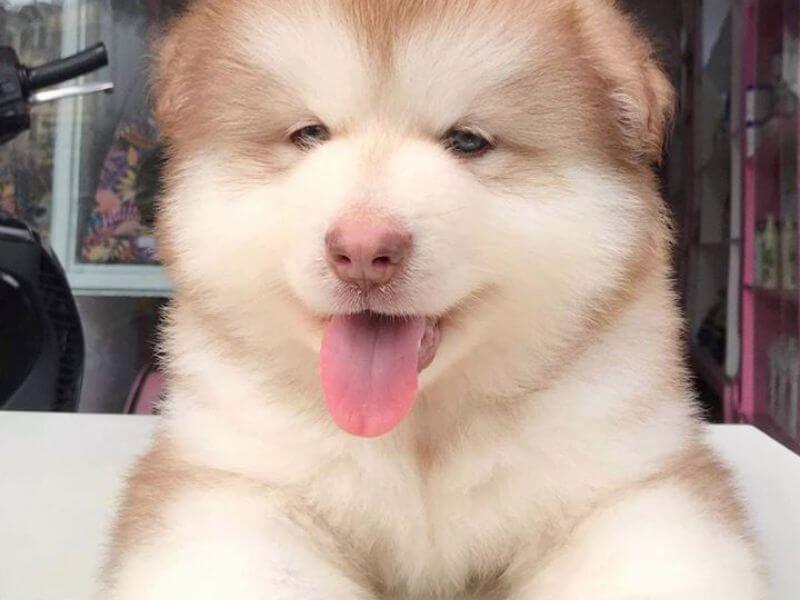 Chó Alaska màu vàng