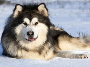 Chó Alaska trắng xám