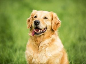 Chó Golden giá 2 triệu
