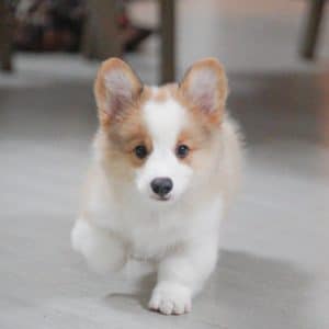 Liu