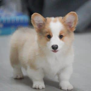 Liu