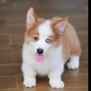 Max