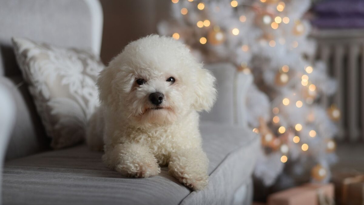 bichon-4