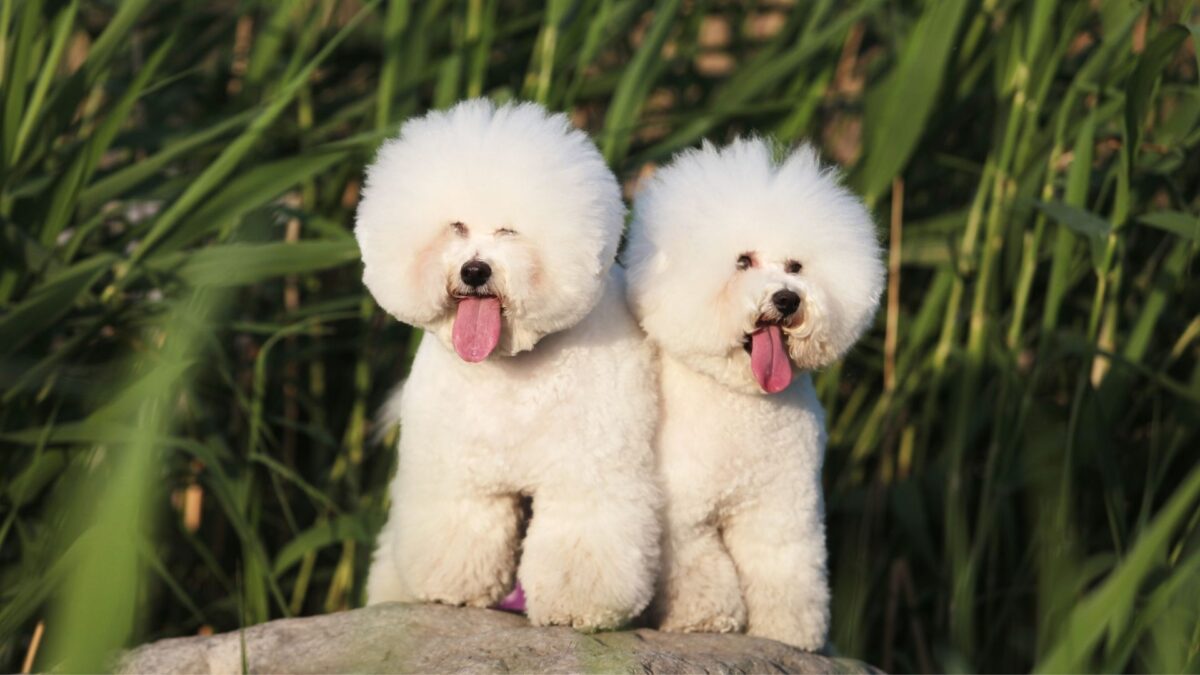 bichon-5
