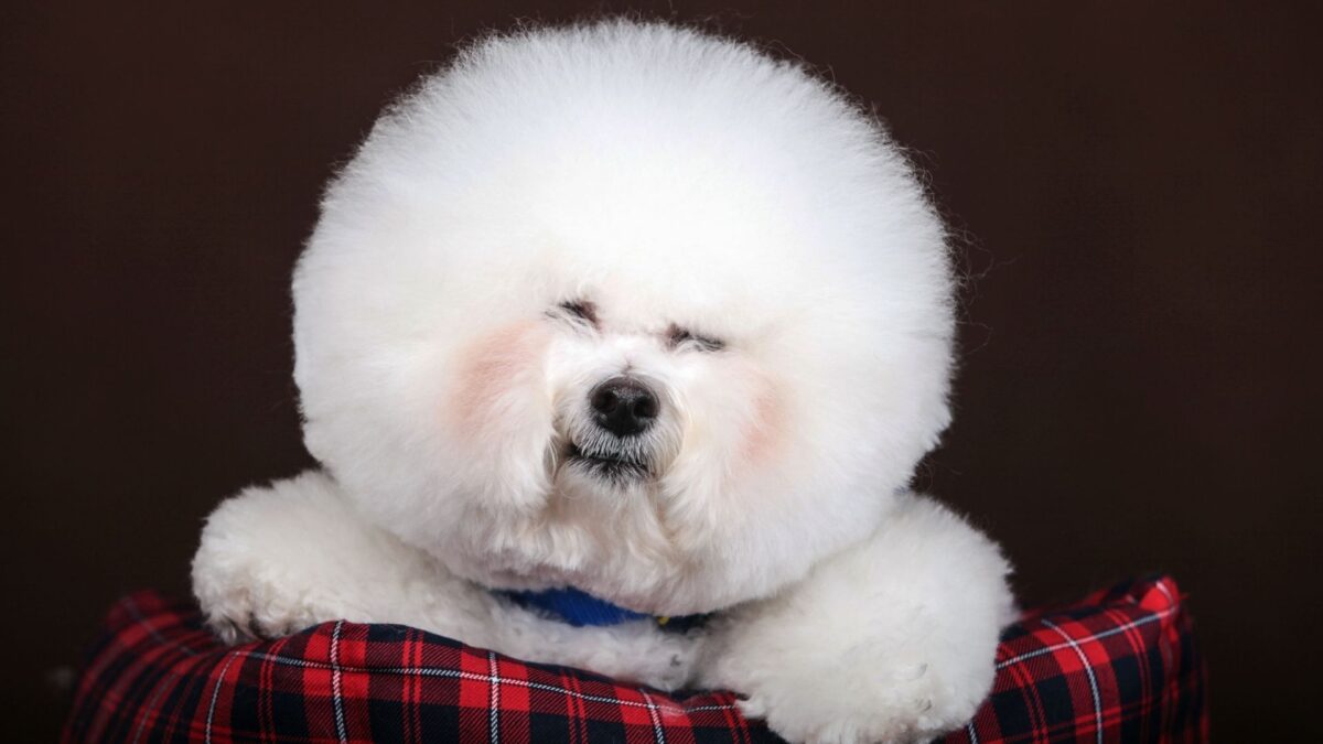 bichon-2