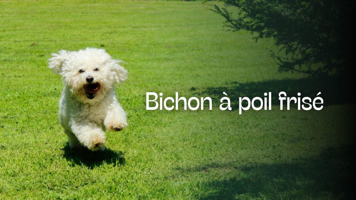 bichon-1