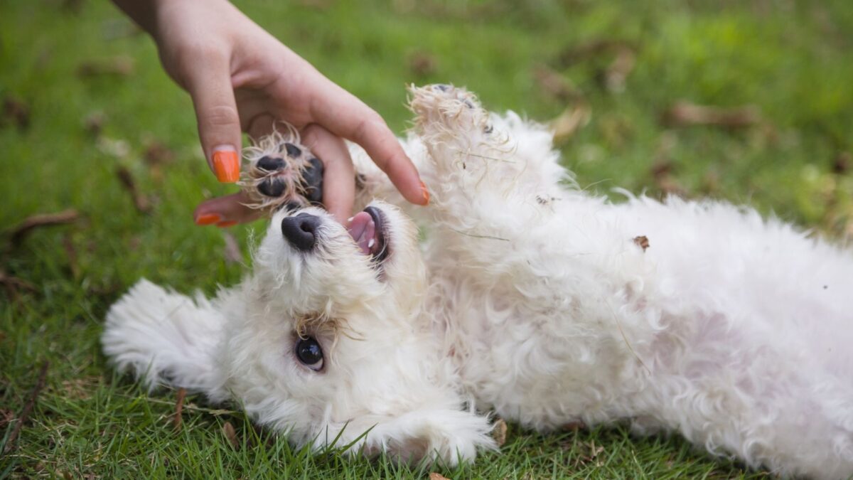bichon-6