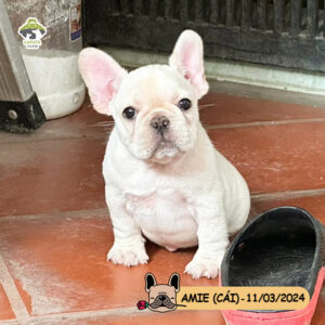 AMIE