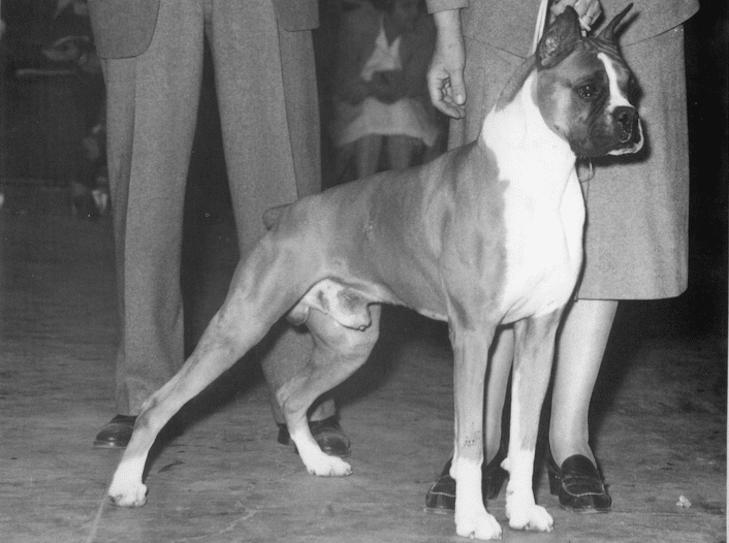 Chó Boxer