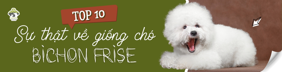 bichon