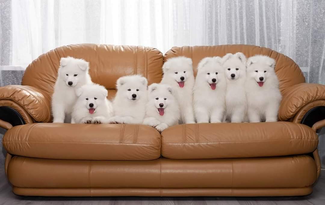 Giống chó Samoyed