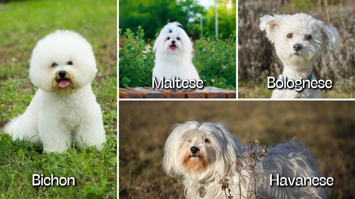 bichon-3