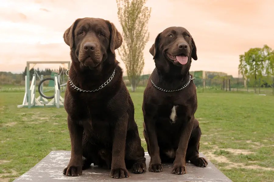 Labrador là giống chó gì? Nguồn gốc, đặc điểm, cách chăm sóc