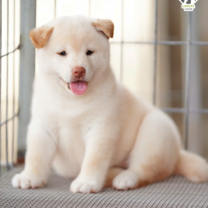 Taro