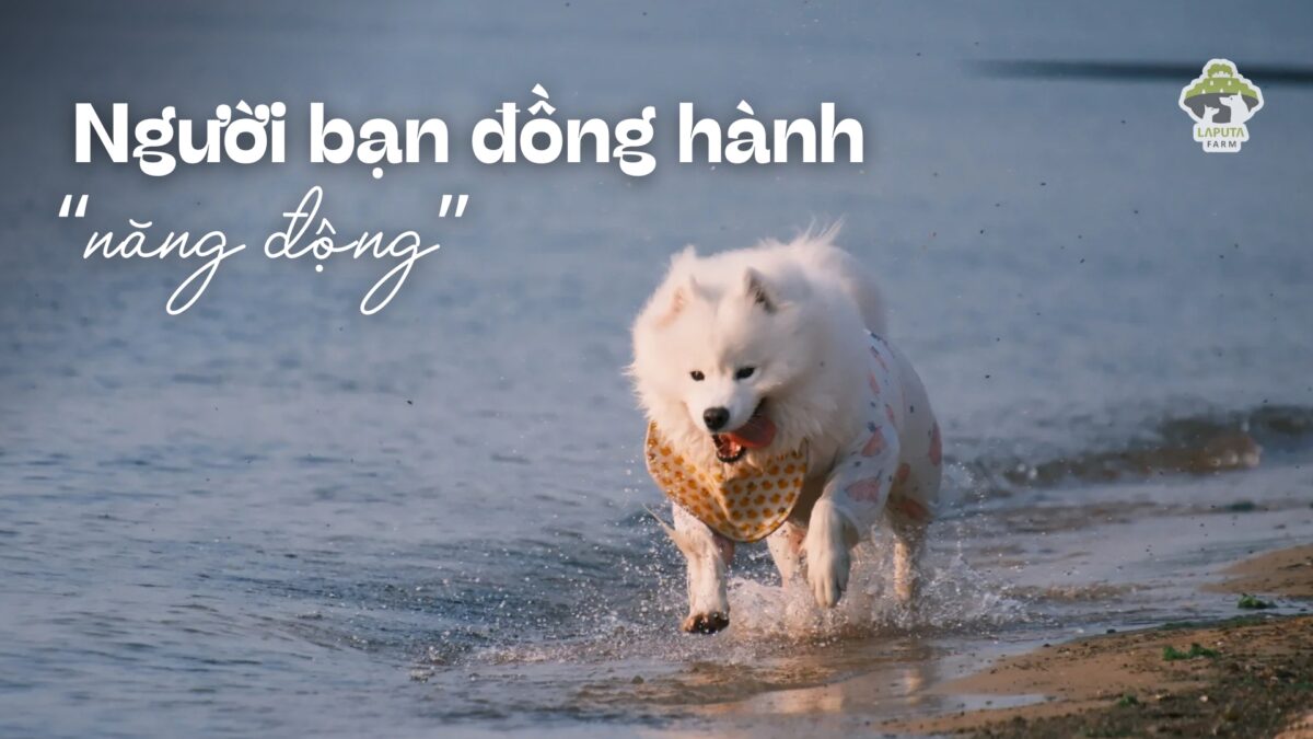 Giống chó Samoyed