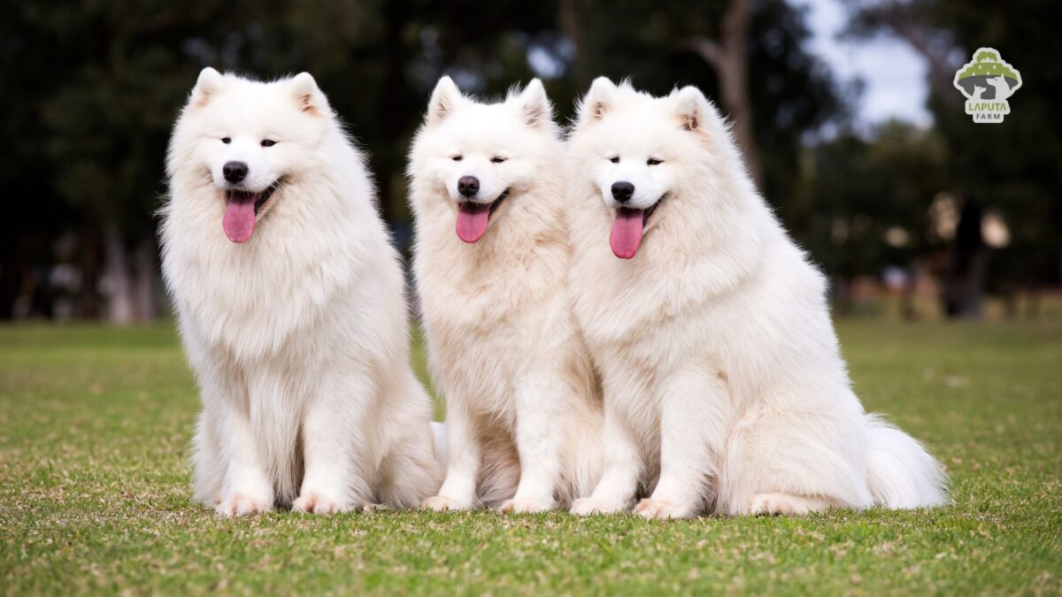 Giống chó Samoyed