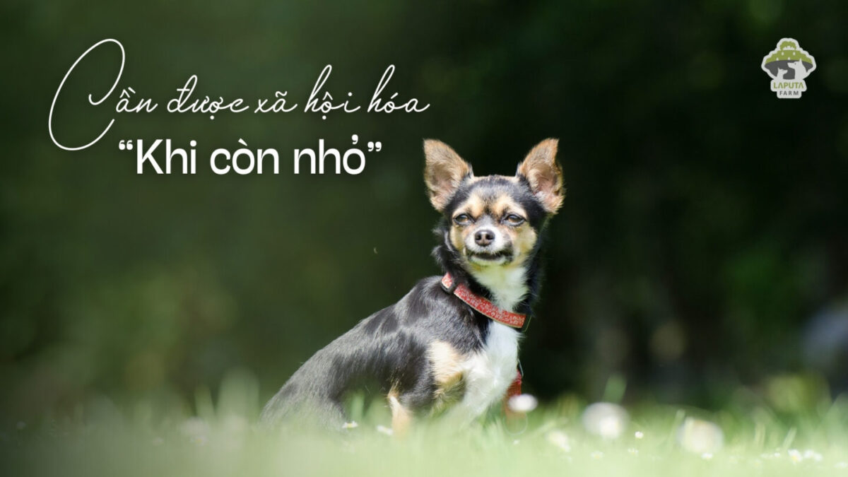 Giống chó Chihuahua