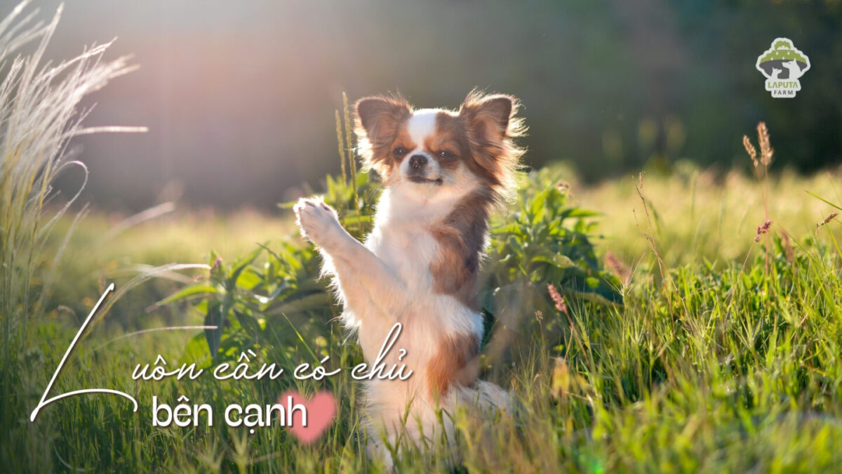 Giống chó Chihuahua
