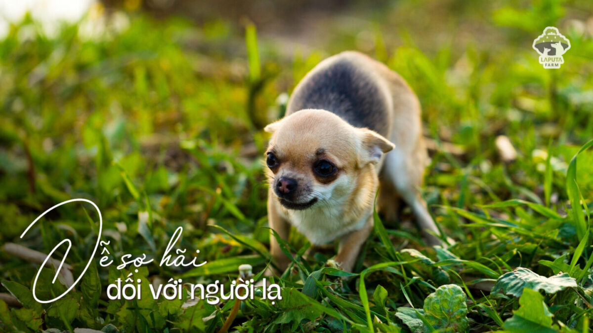 Giống chó Chihuahua