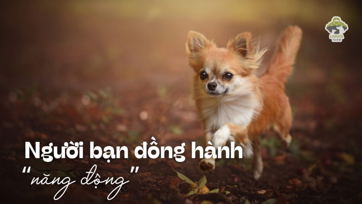 Giống chó Chihuahua
