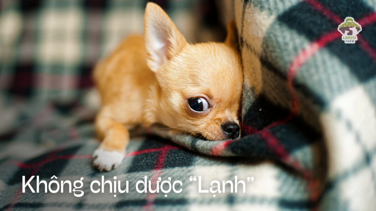 Giống chó Chihuahua
