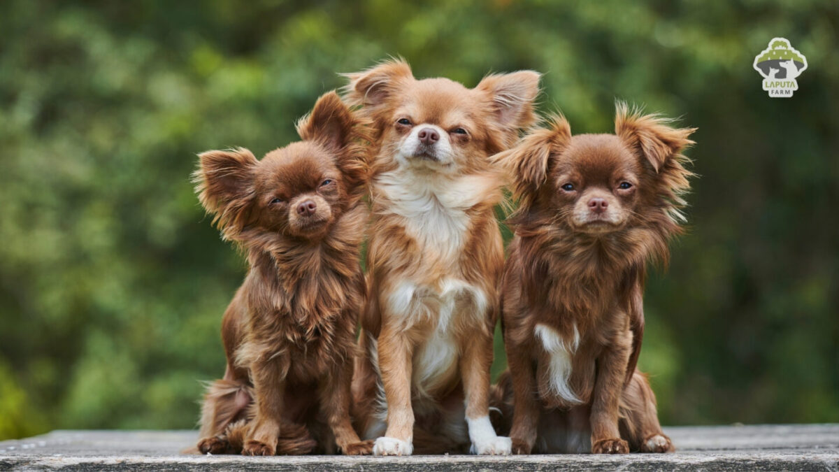 Giống chó Chihuahua