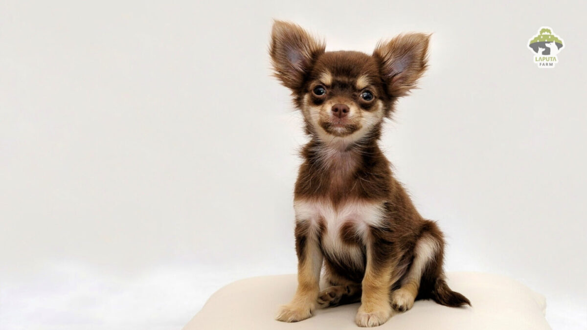 Giống chó Chihuahua