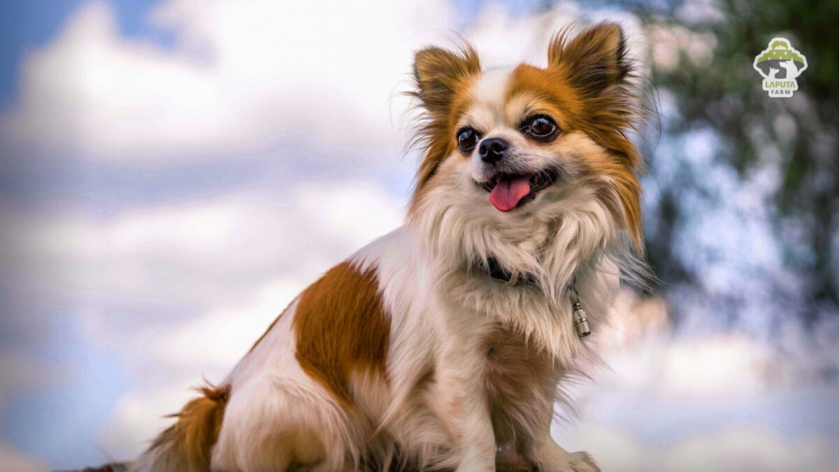 Giống chó Chihuahua