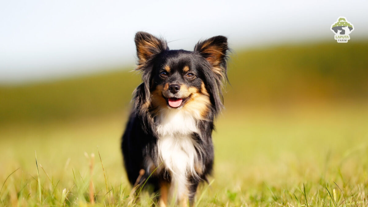 Giống chó Chihuahua