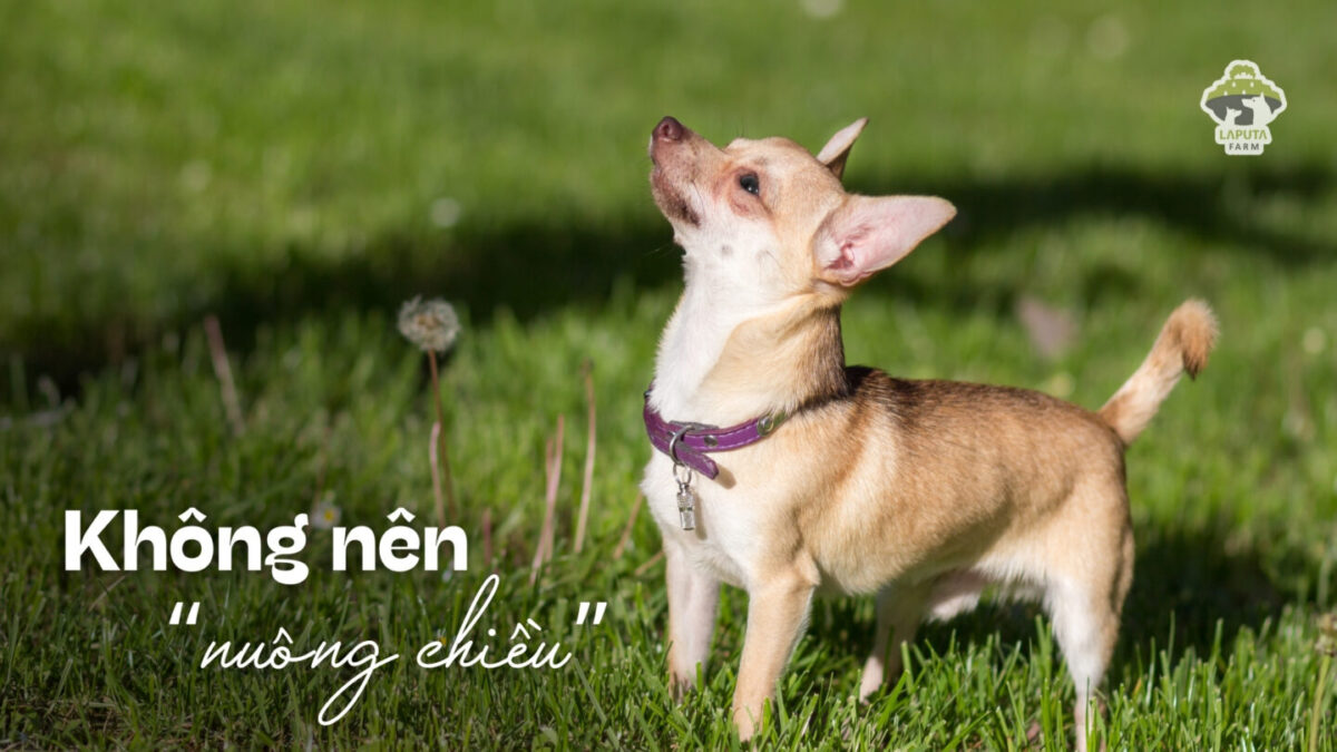 Giống chó Chihuahua