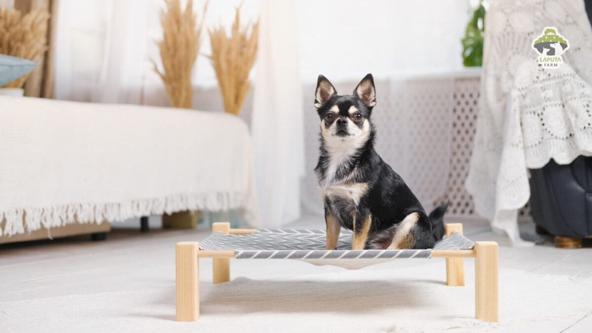 Giống chó Chihuahua